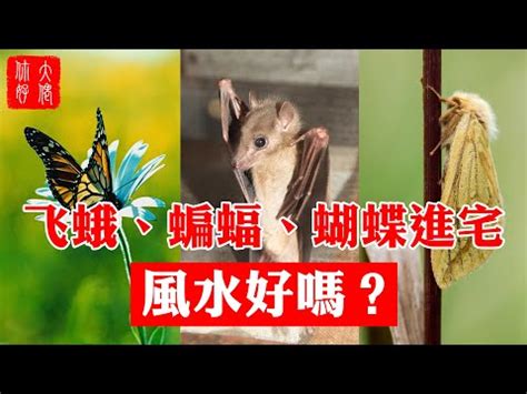 家裡出現蛾代表|黑色飛蛾為何代表凶兆？